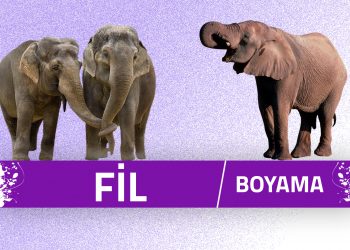 fil-boyama-sayfalari