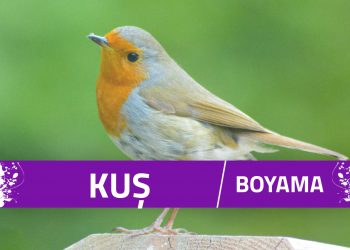 kuş boyama sayfaları